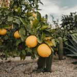 Le citron au jardin : comment le cultiver et profiter de ses multiples bienfaits